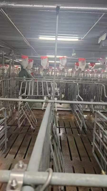 猪栏复养清洗